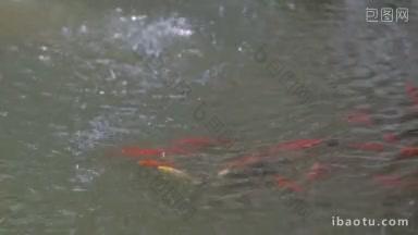 金鱼在浑浊的水里雨